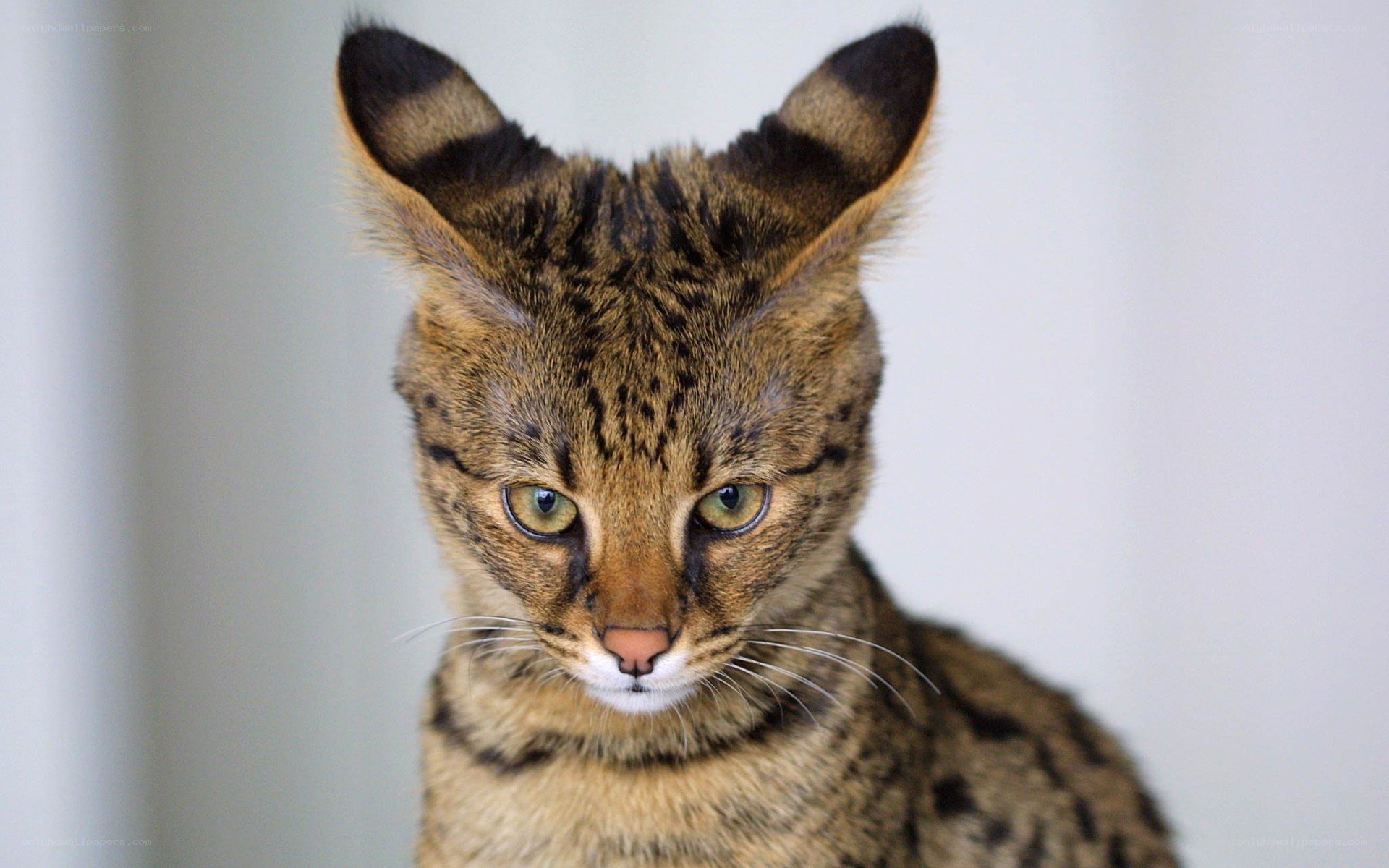 Serval cat with striking eyes