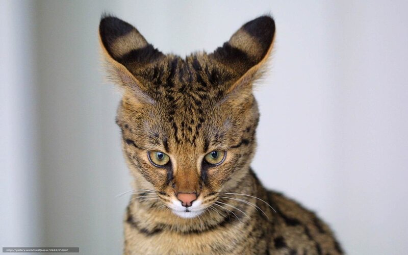 Serval cat with striking eyes