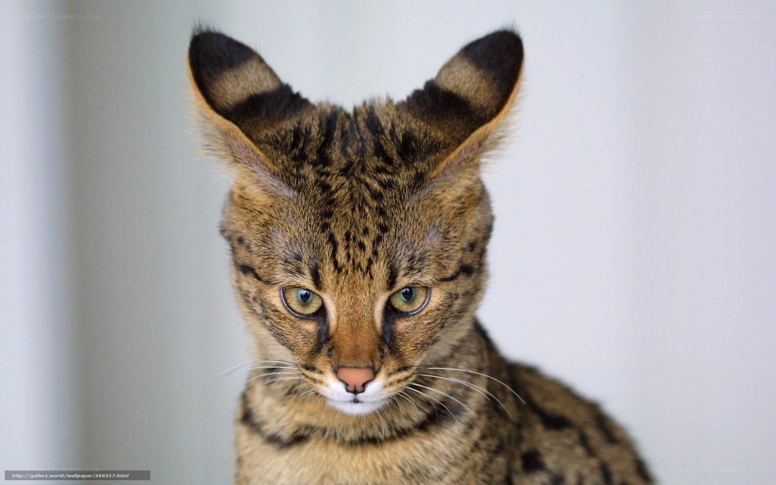 Serval cat with striking eyes