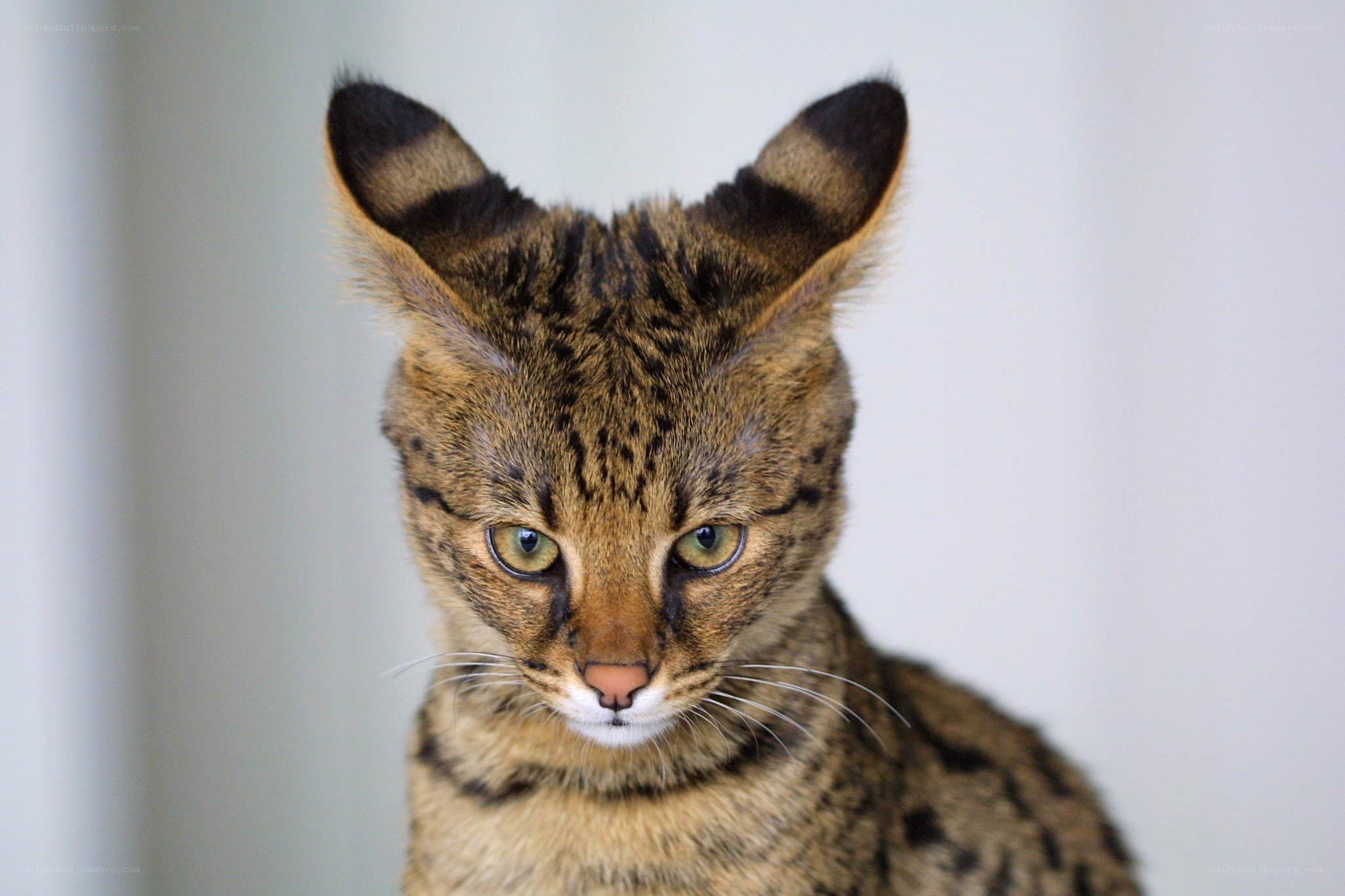 Serval cat with striking green eyes