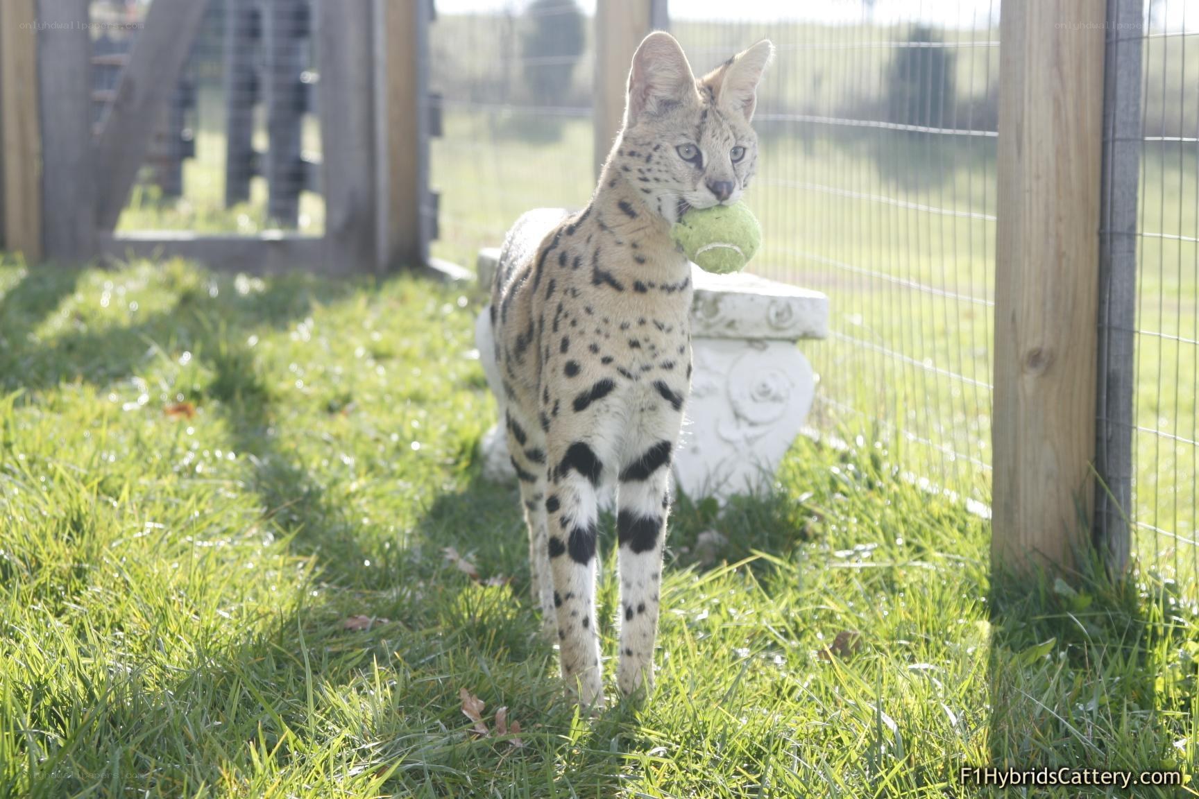 Serval cat with tennis ball