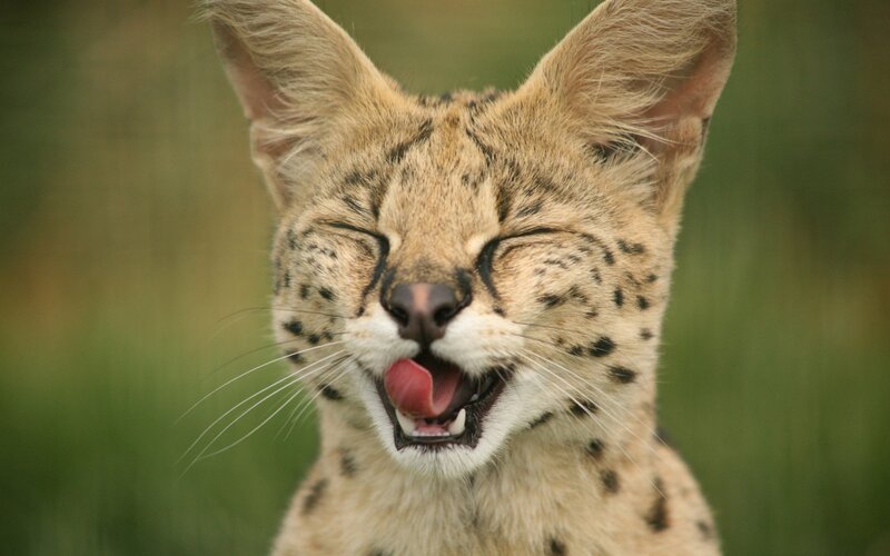 Serval Cat Yawning