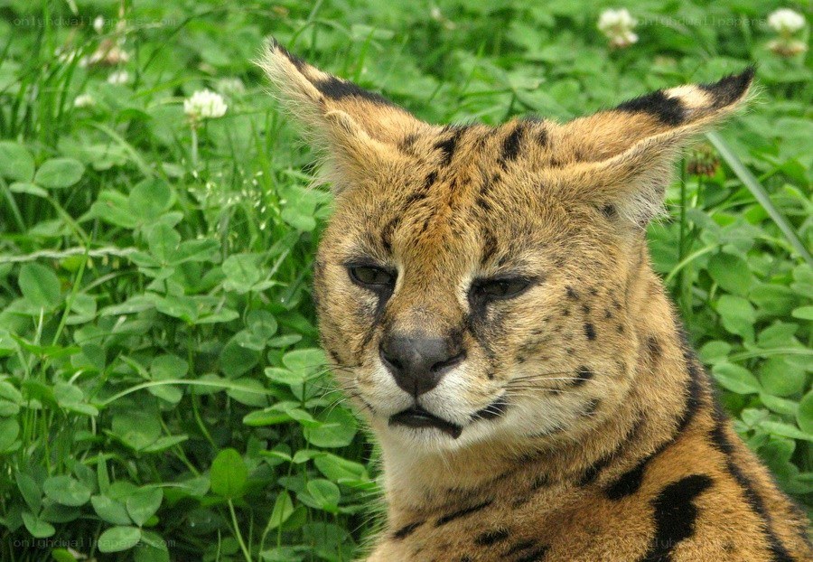 Serval in a grassy field