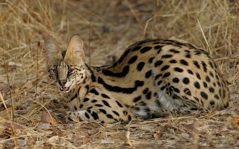 Serval in Dry Grass — Brown, Alert