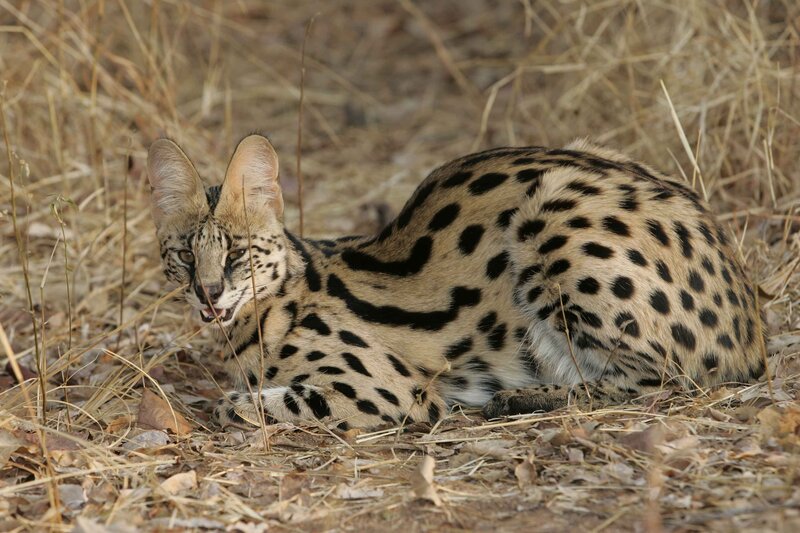 Serval in dry grass