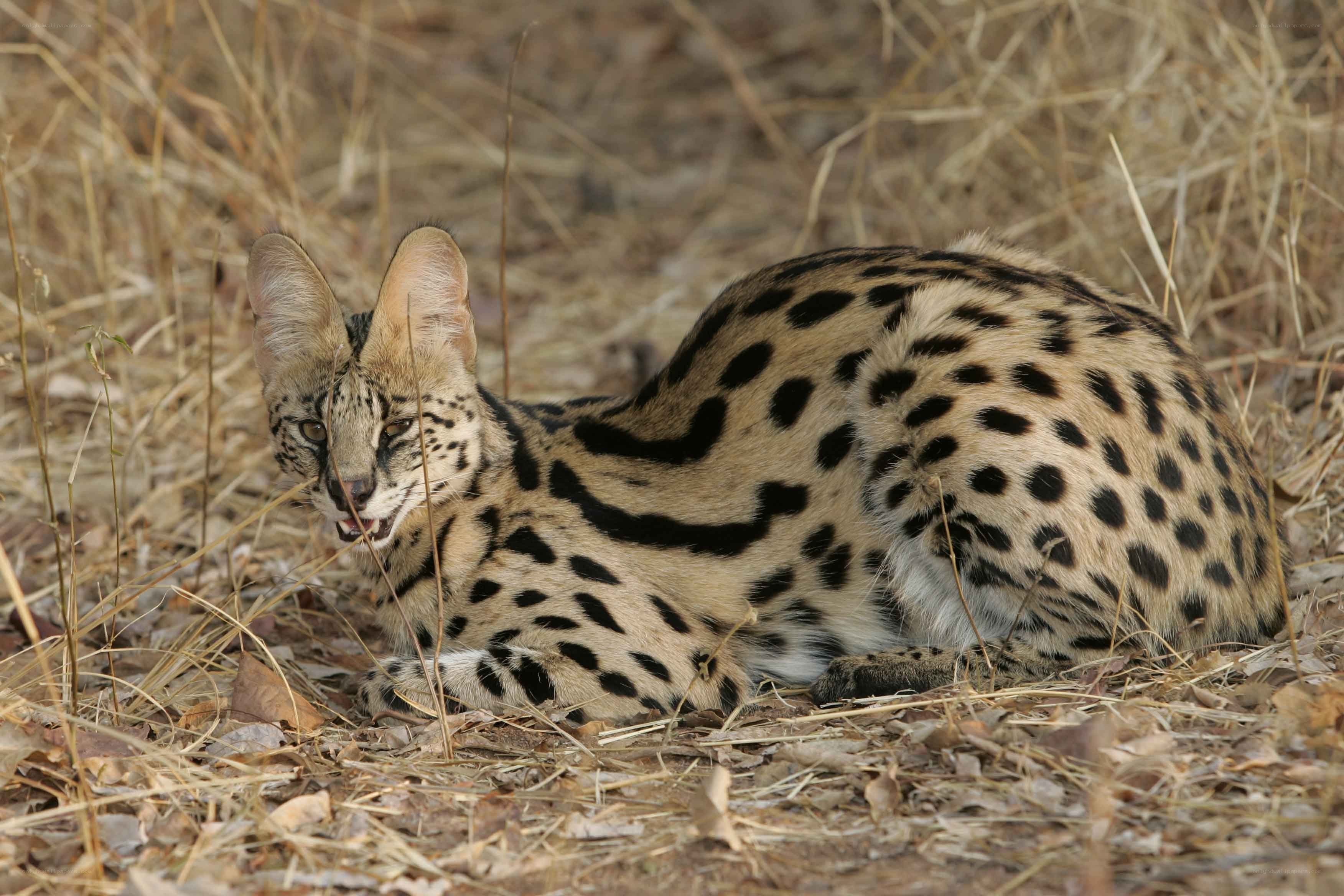 Serval in dry grass