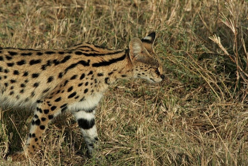 Serval in Grass — Brown