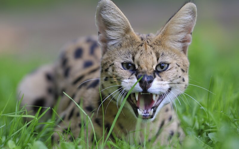 serval in grass with open mouth