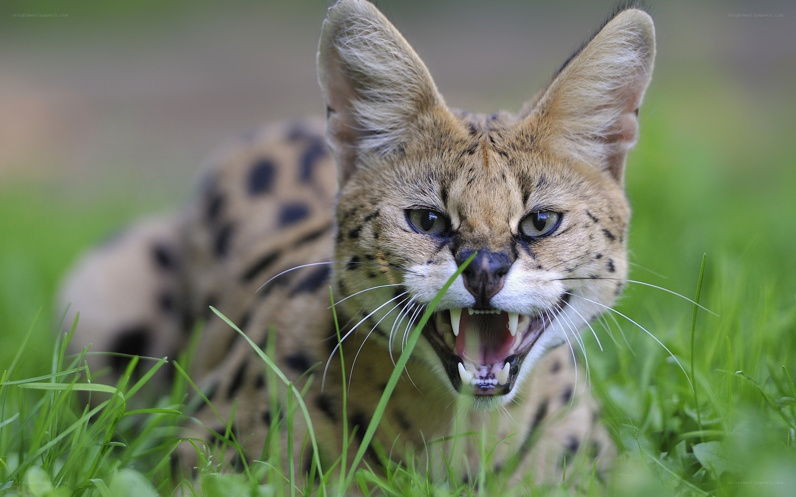 serval in grass with open mouth