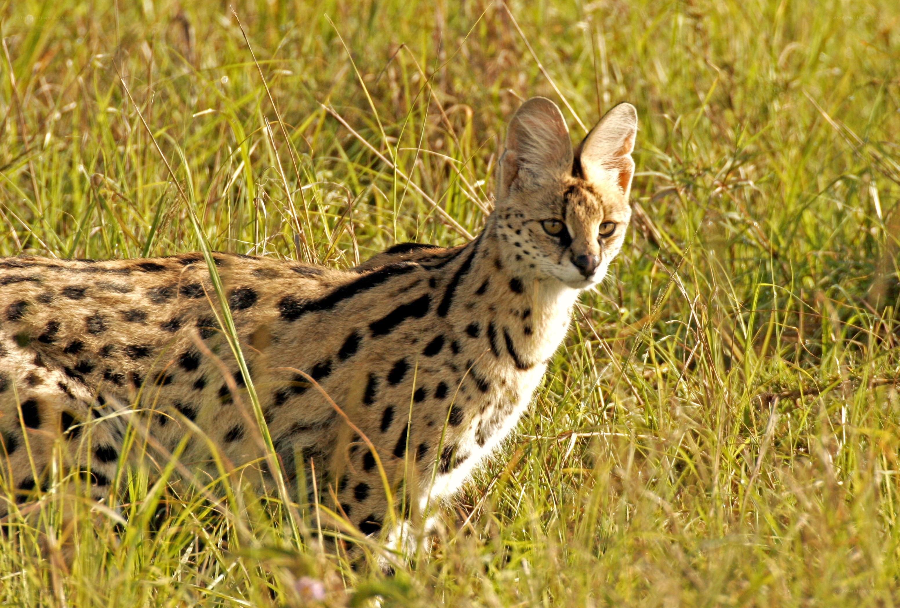 Serval in tall grass