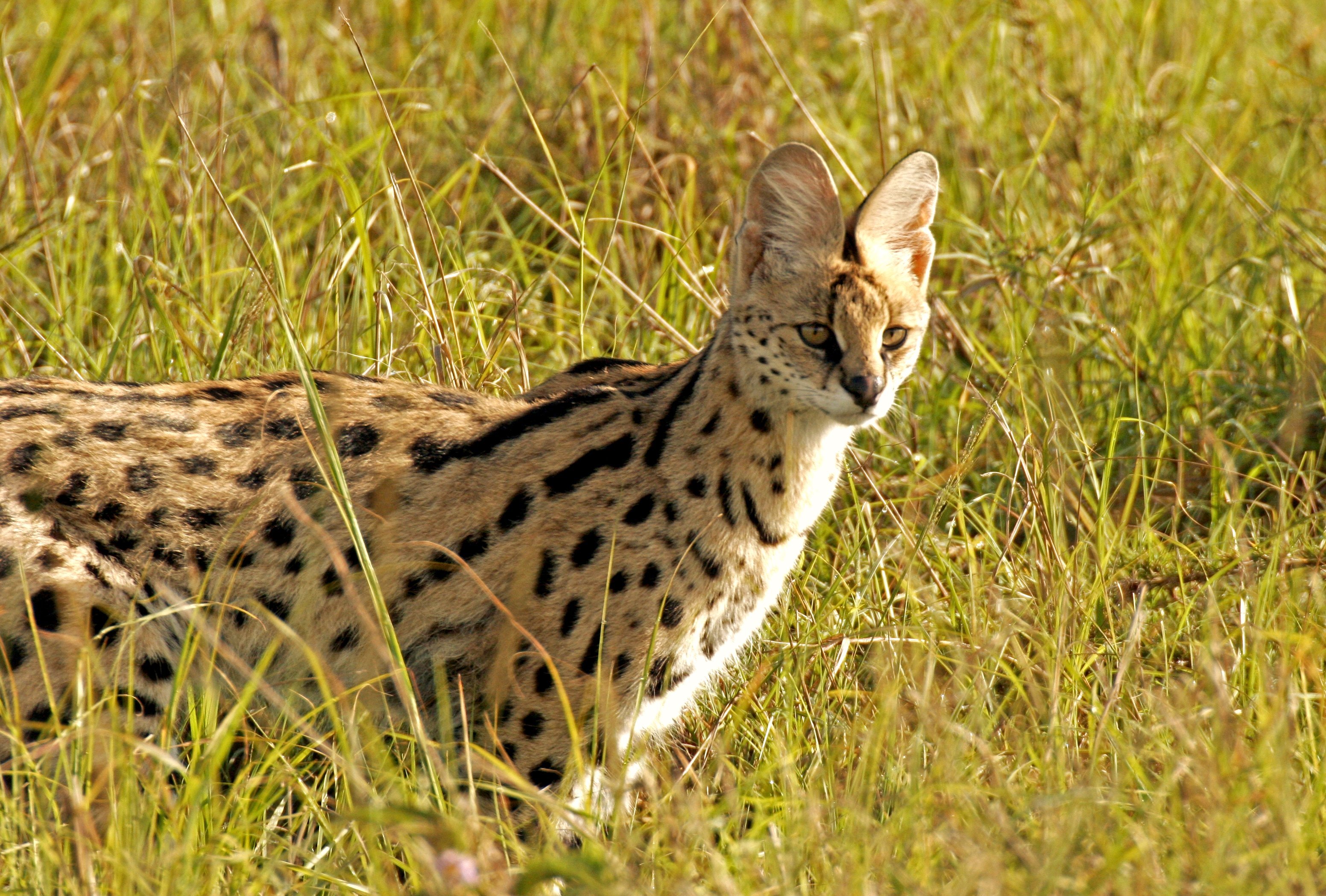 Serval in tall grass