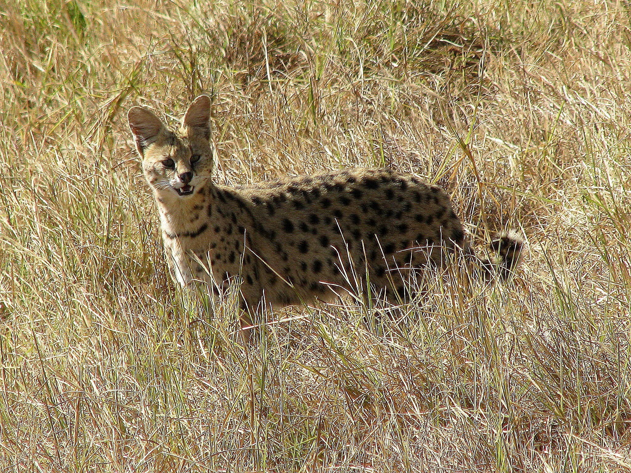 Serval in tall grass