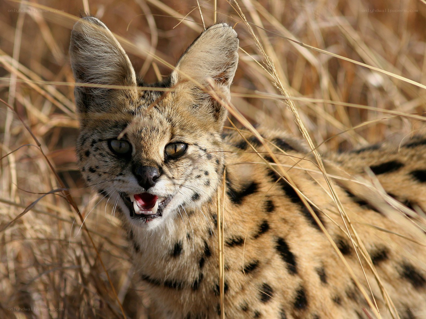 Serval in tall grass