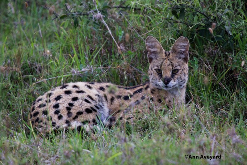 Serval in tall grass