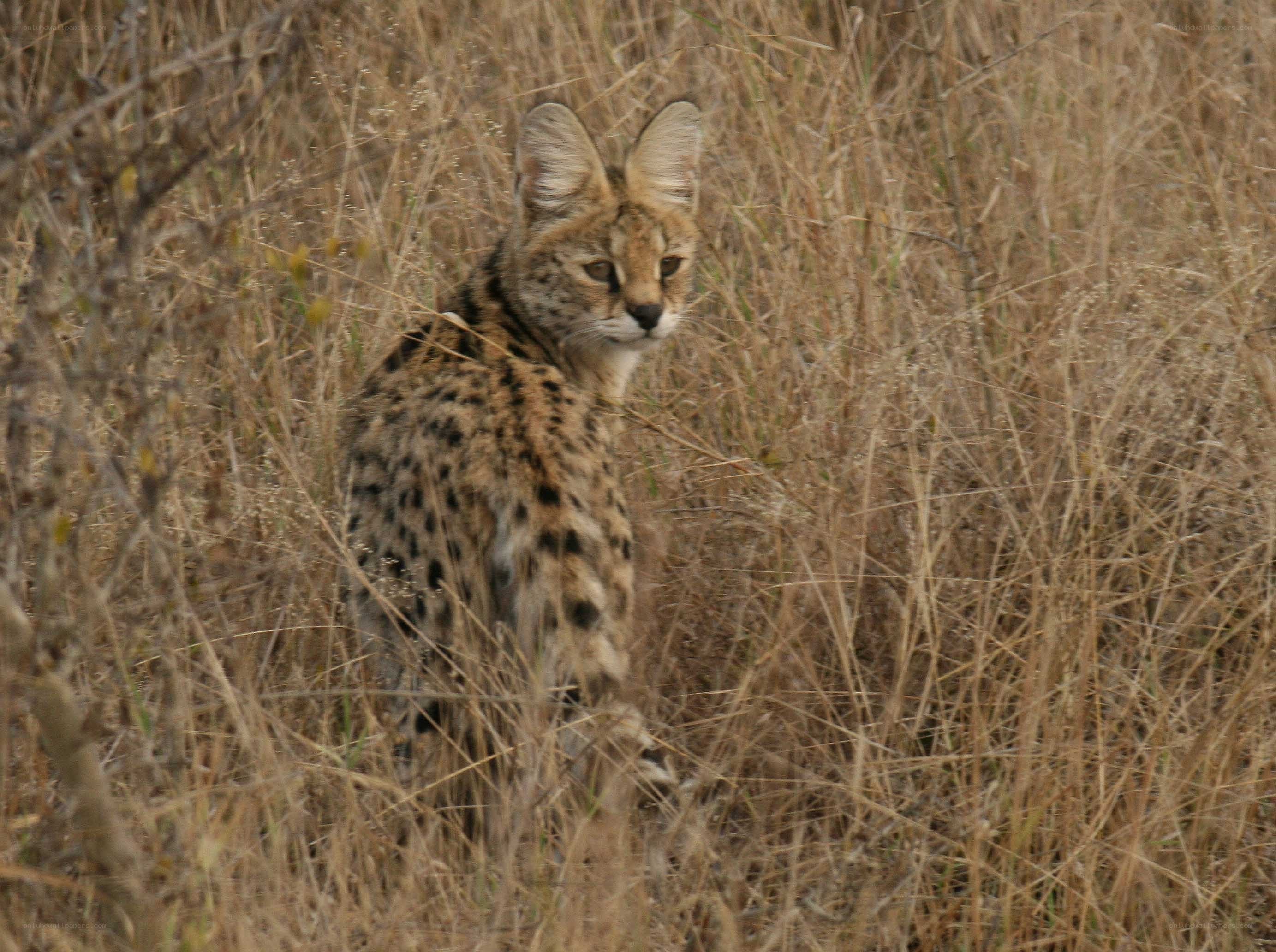 Serval in tall grass