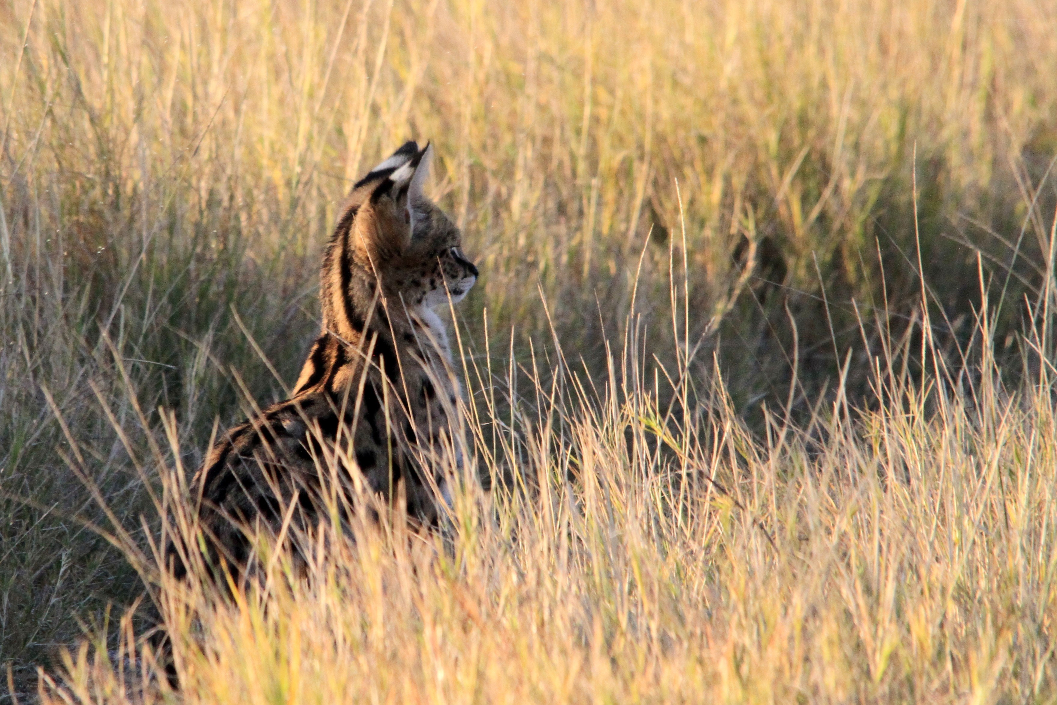 Serval in tall grass