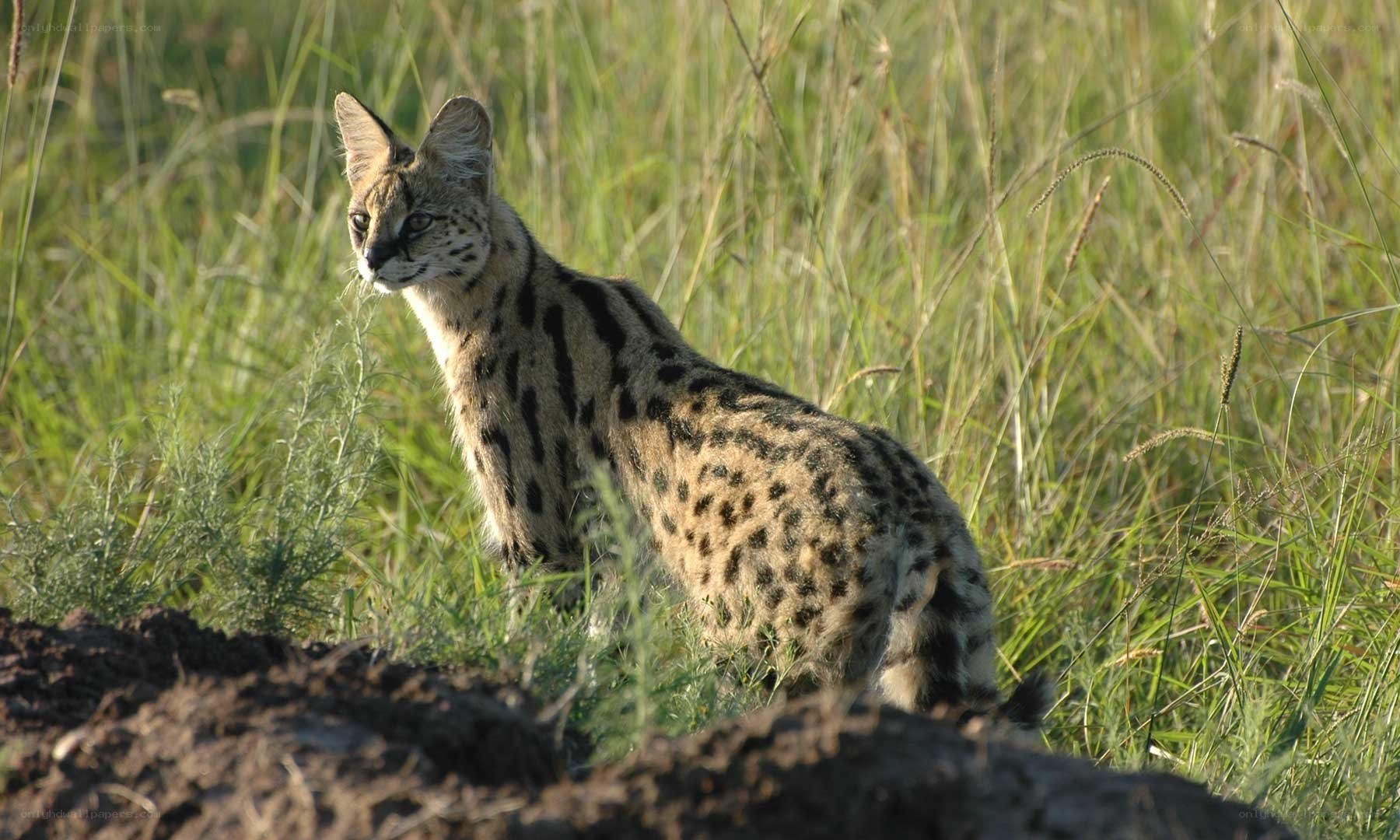Serval in tall grass