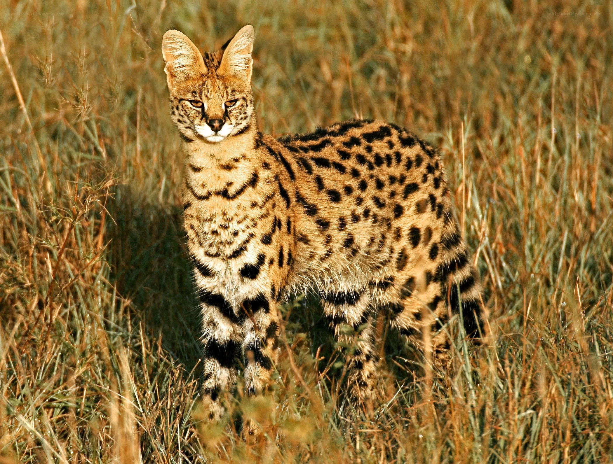 Serval in tall grass