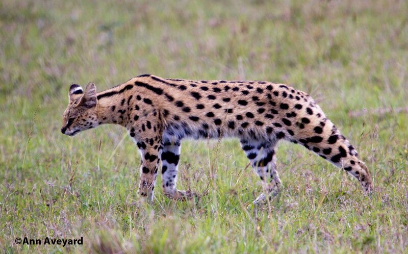 Serval in the grass