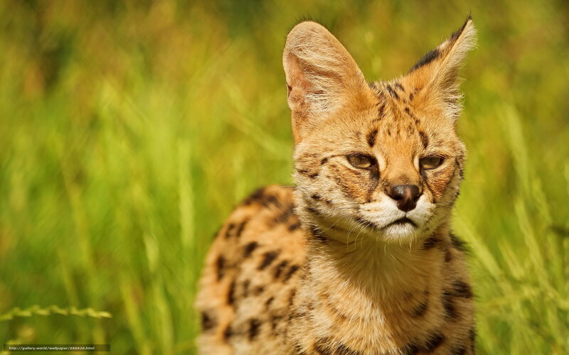 Serval in the grass