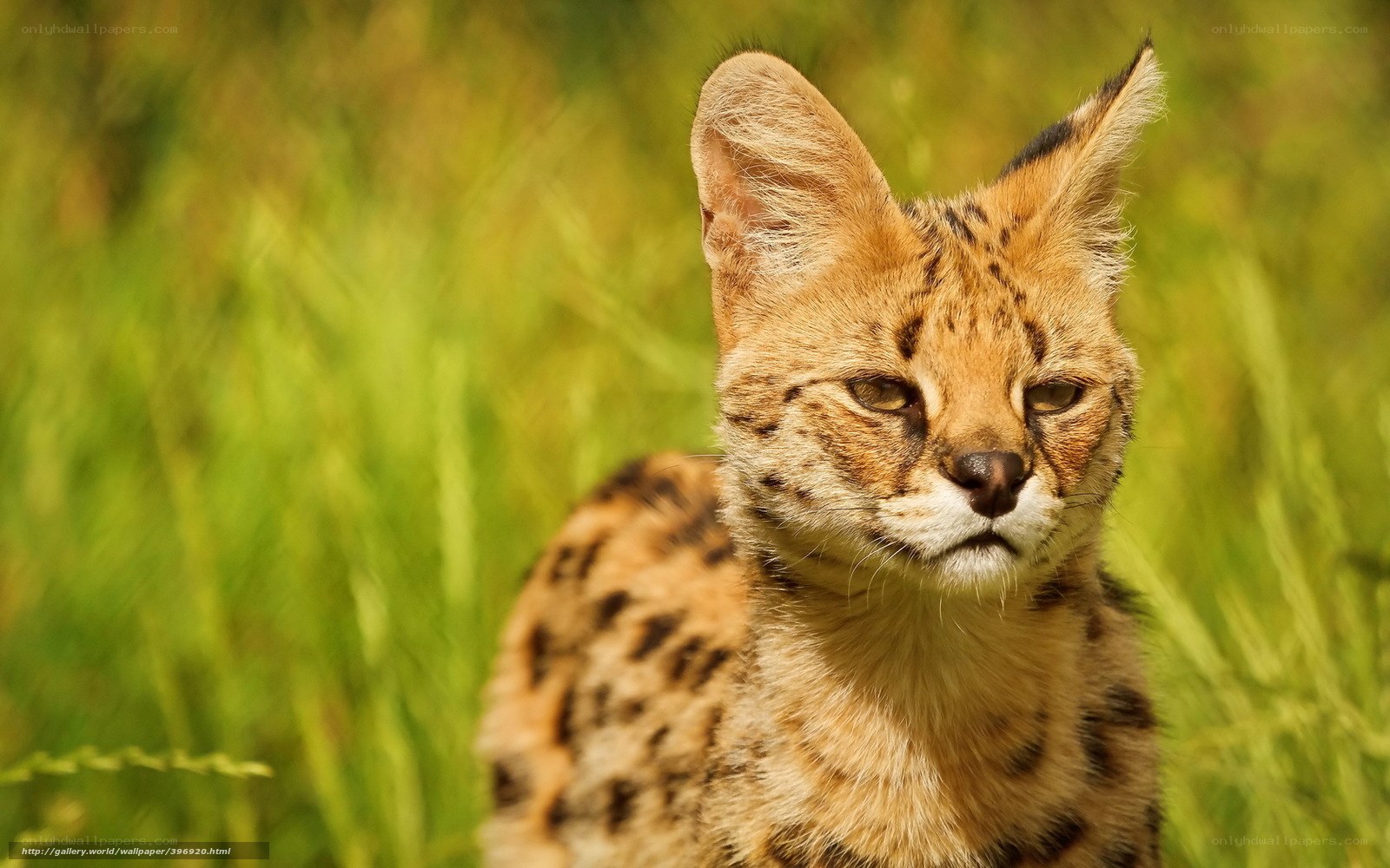 Serval in the grass