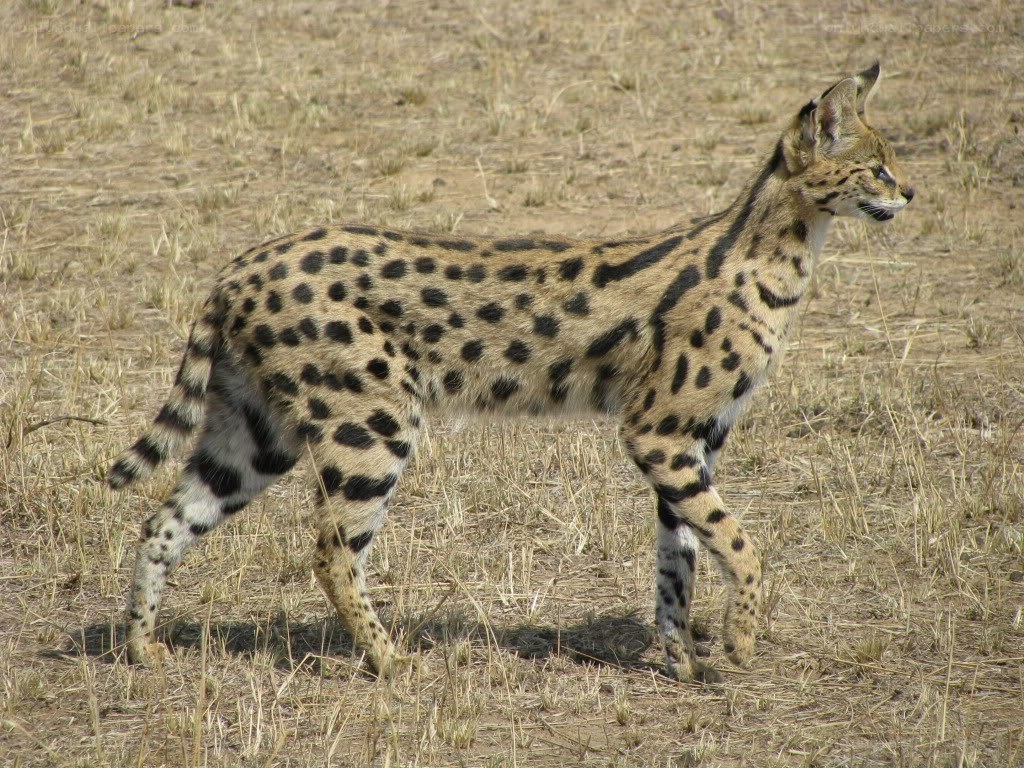 Serval in the savanna
