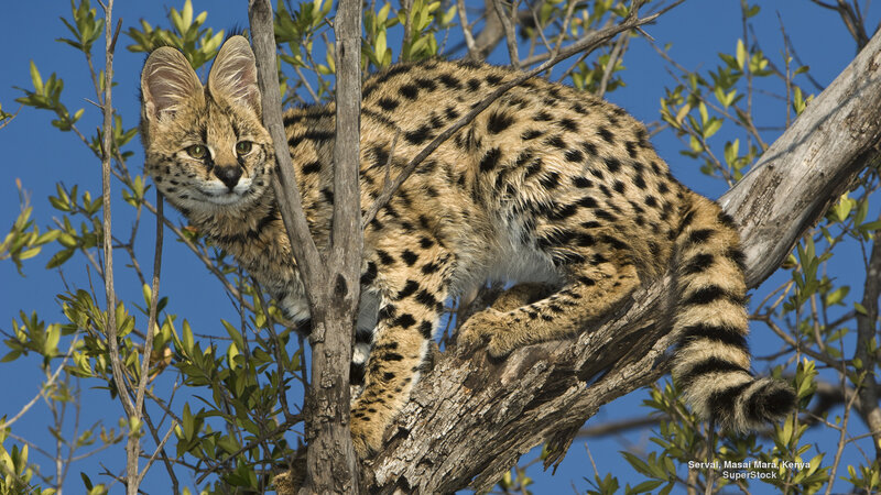 Serval in Tree