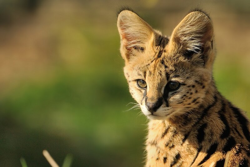 Serval Kitten — Brown, Alert
