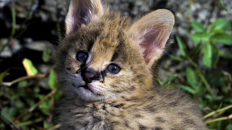 Serval Kitten — Brown, Calm, Photograph, Grass