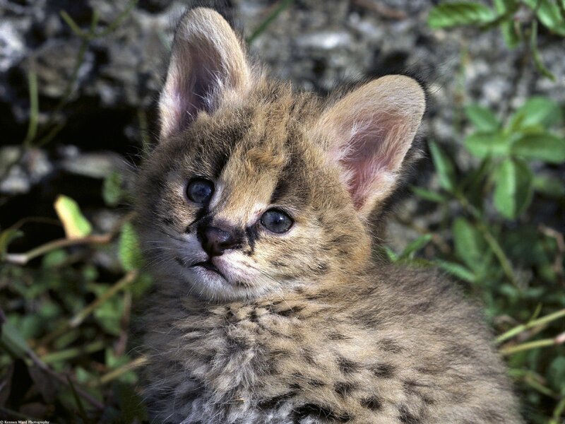 Serval Kitten — Brown, Calm