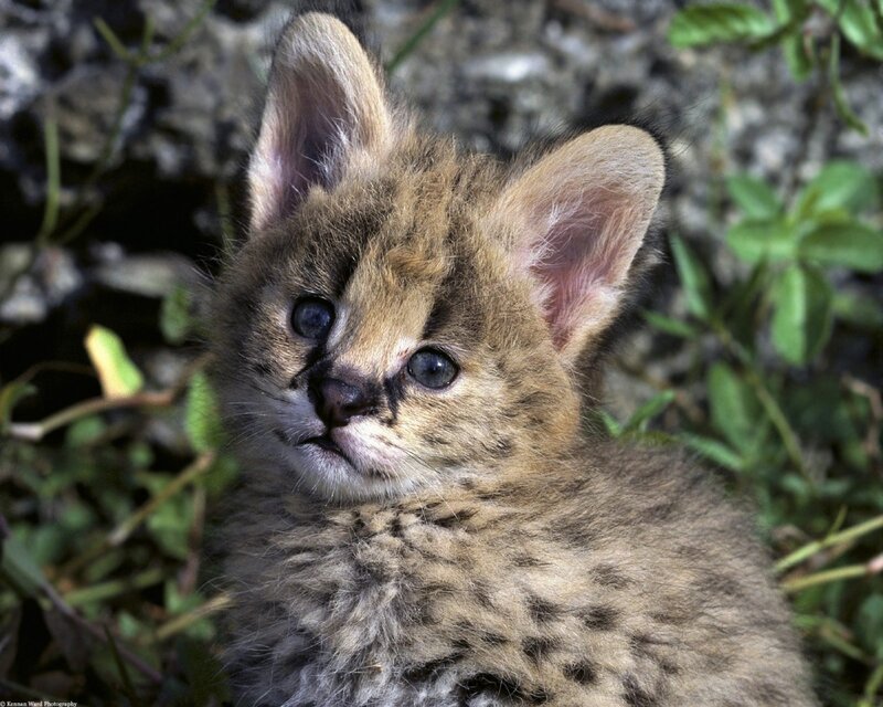 Serval Kitten — Brown