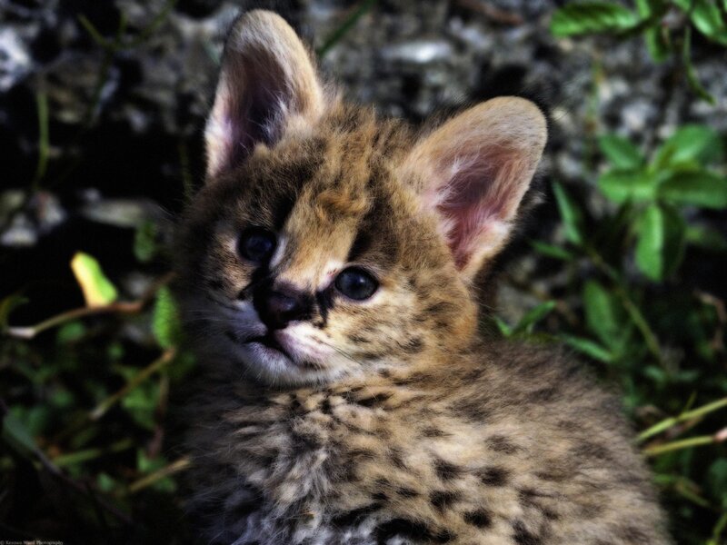 Serval kitten in foliage
