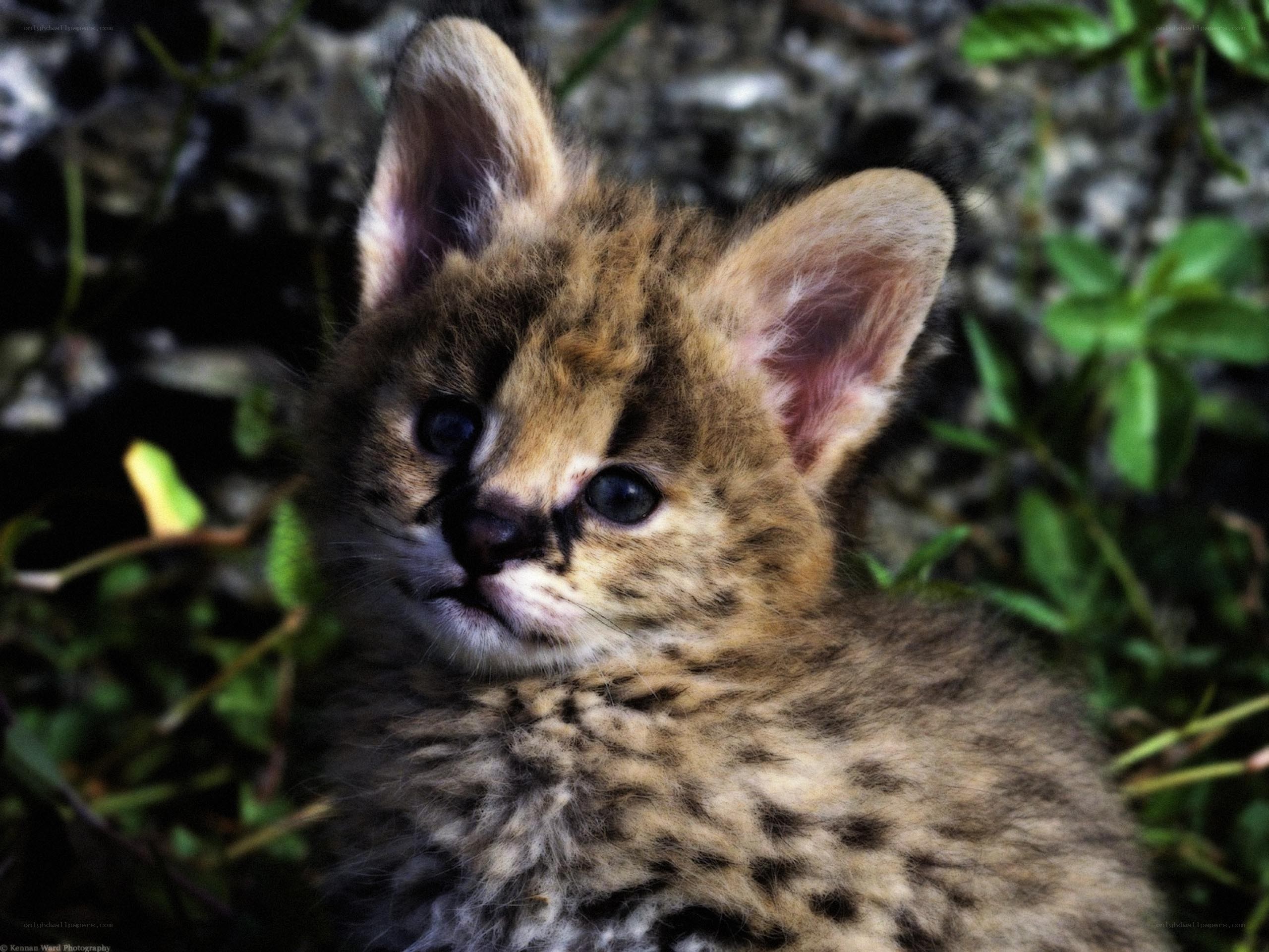 Serval kitten in foliage