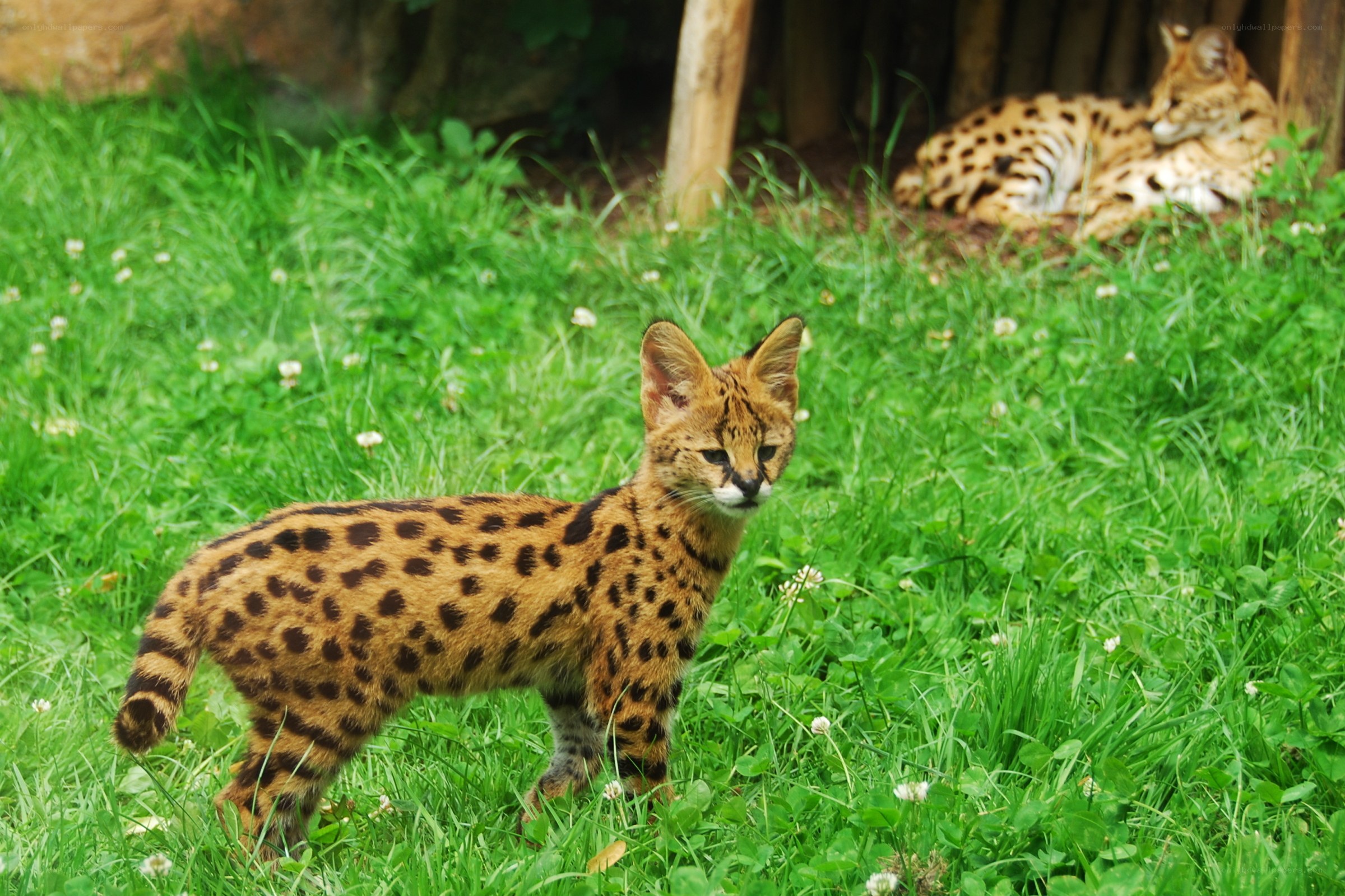 Serval kitten in grass