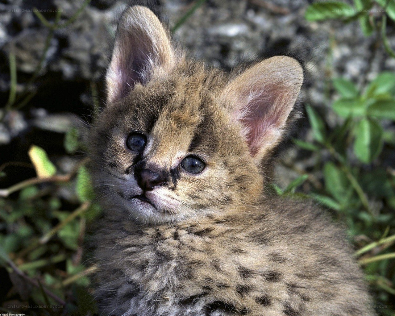 Serval kitten in grass