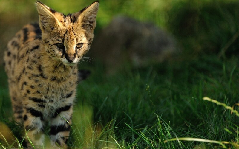 Serval kitten in grass