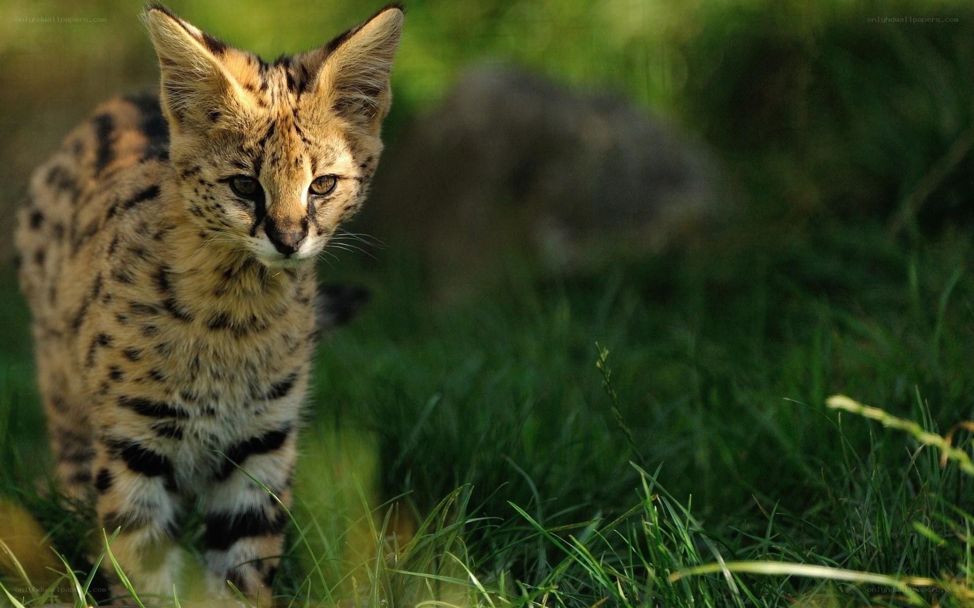 Serval kitten in grass