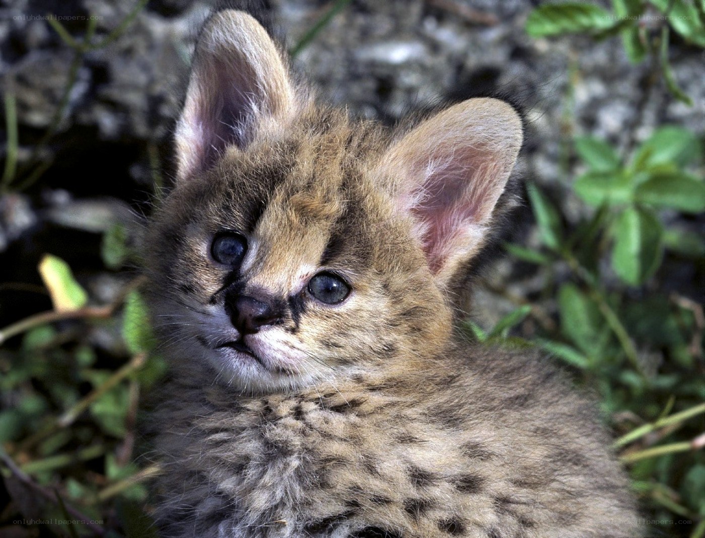 Serval kitten in grass
