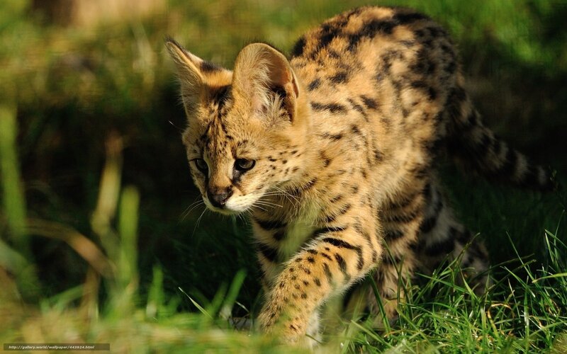 Serval Kitten in Grass — Green, Alert