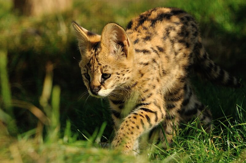 Serval kitten in grass