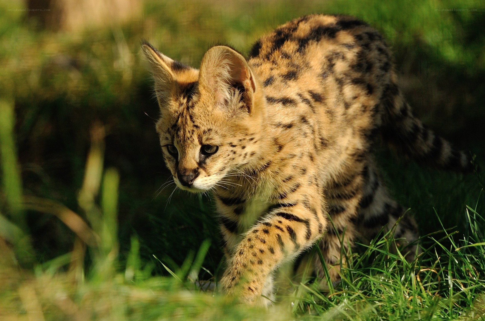 Serval kitten in grass