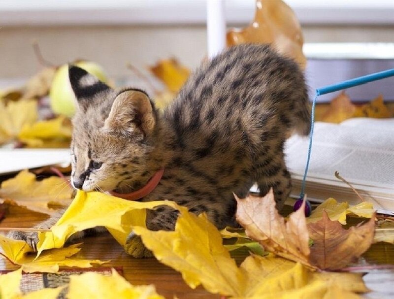 Serval Kitten Playing