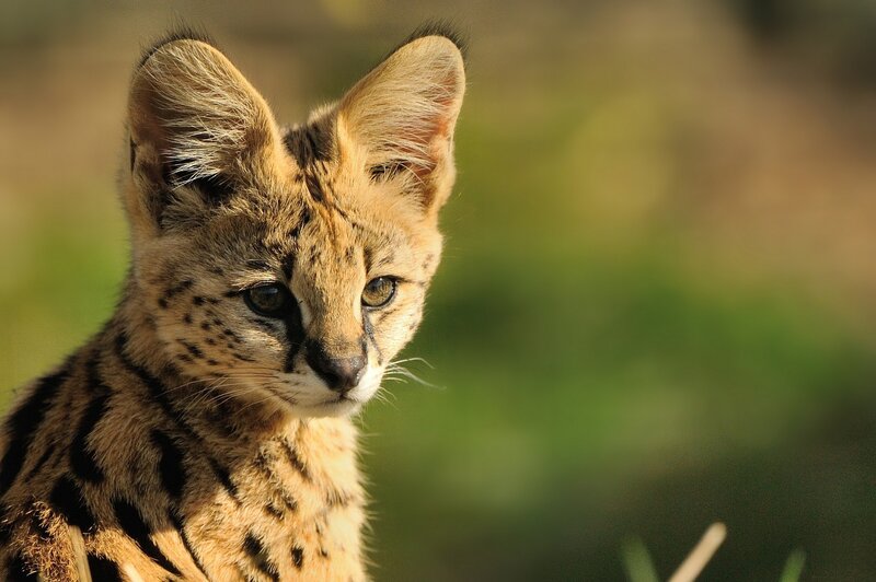 Serval Kitten