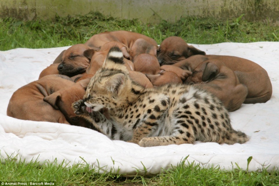 Serval kitten with puppies