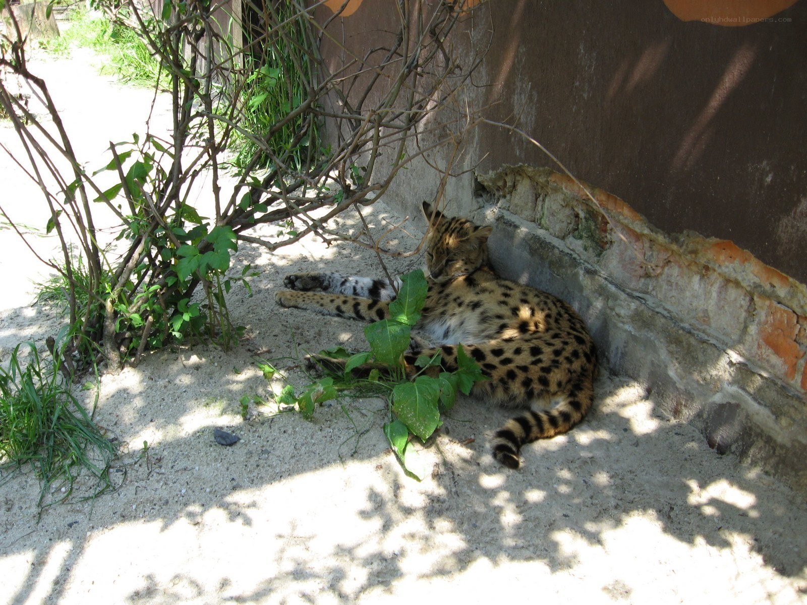 Serval resting in shade