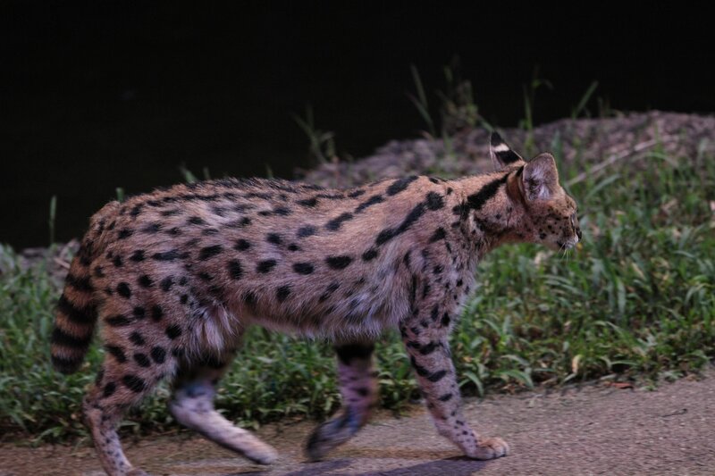 Serval walking at night