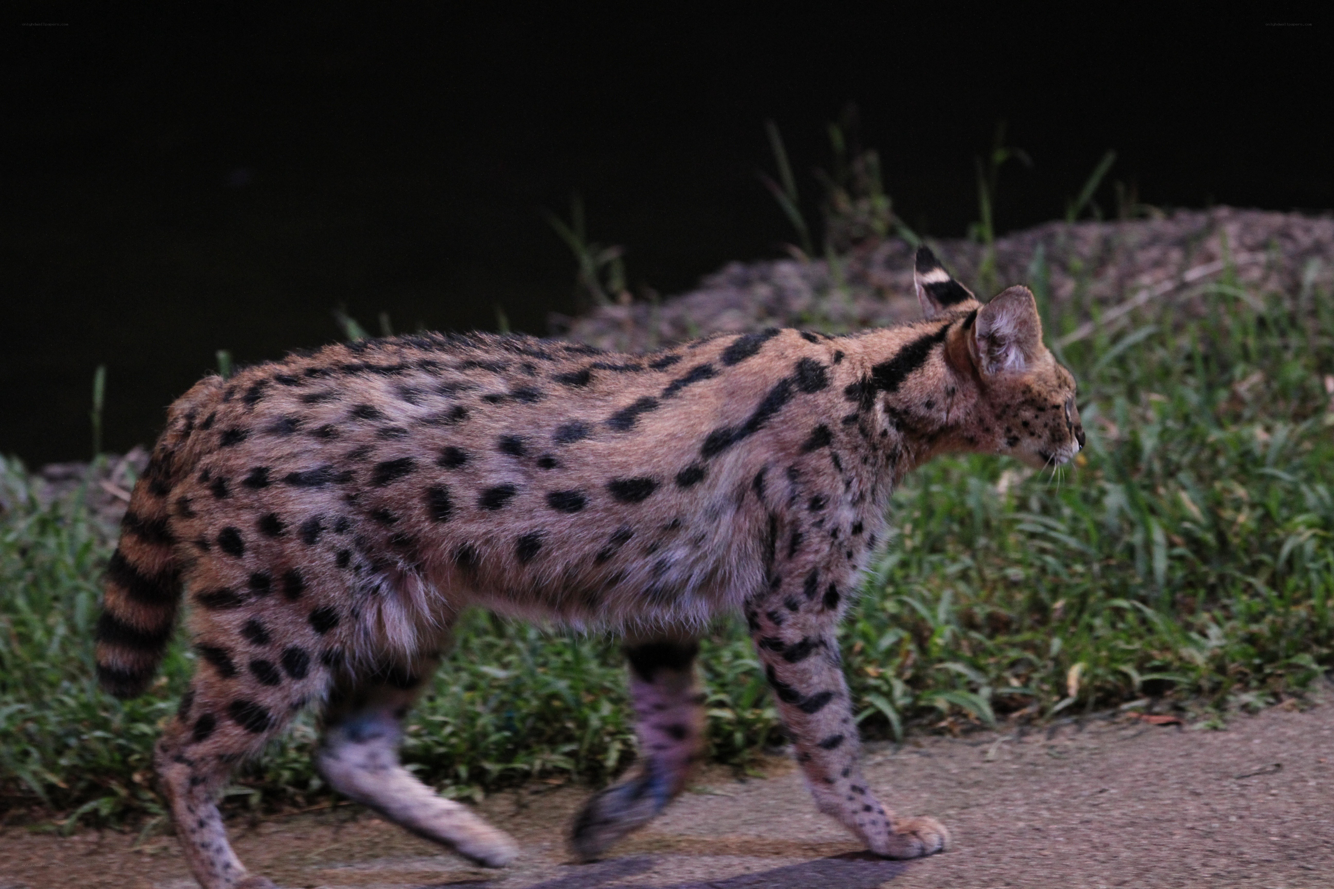 Serval walking at night