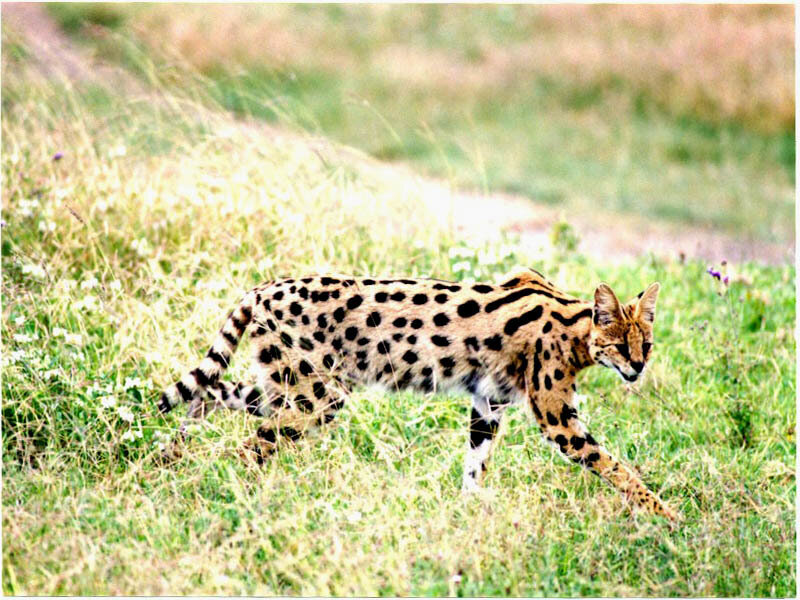 Serval walking in grass