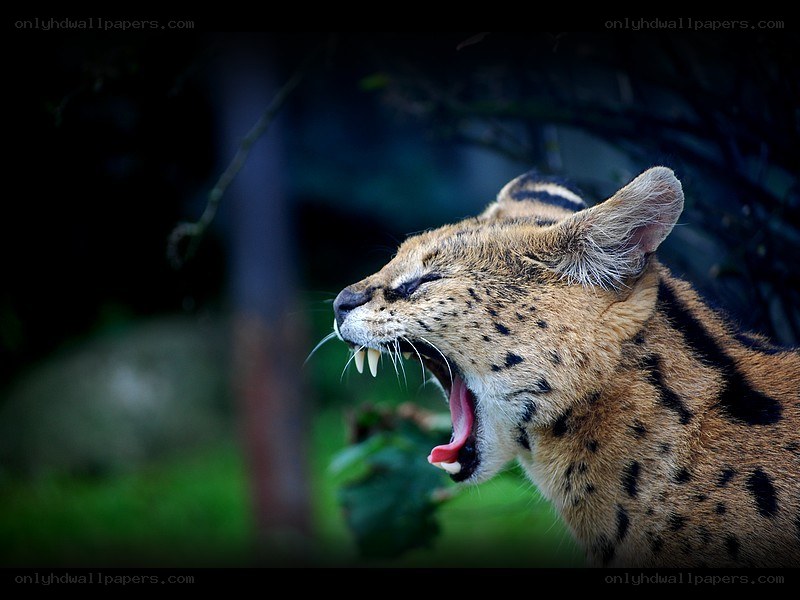 serval yawning in the wild