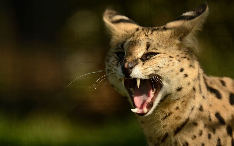 Serval Yawning